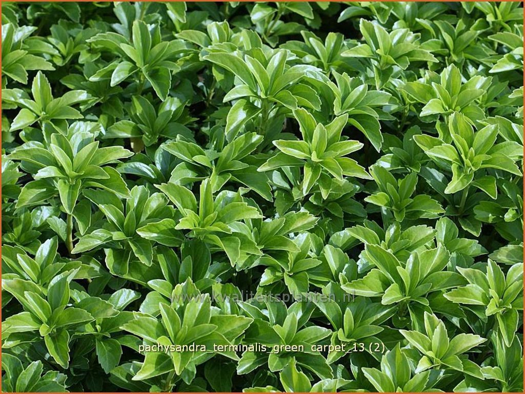 Pachysandra terminalis ‘Green Carpet’