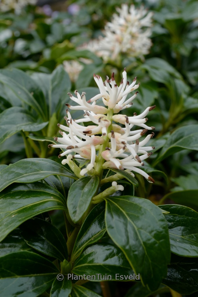 Pachysandra terminalis ‘Green Sheen’