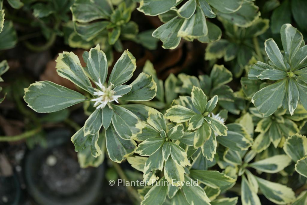 Pachysandra terminalis ‘Variegata’