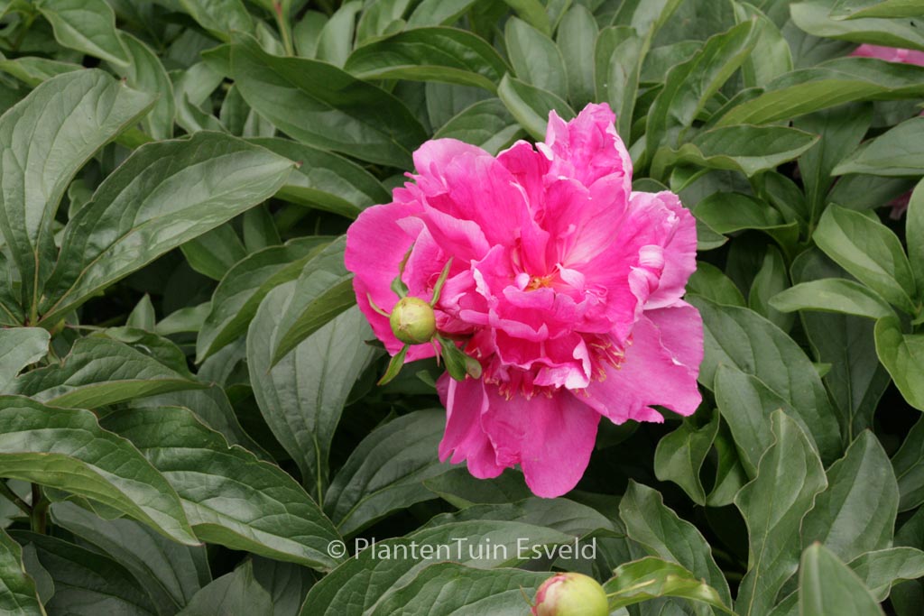 Paeonia ‘Alexander Fleming’