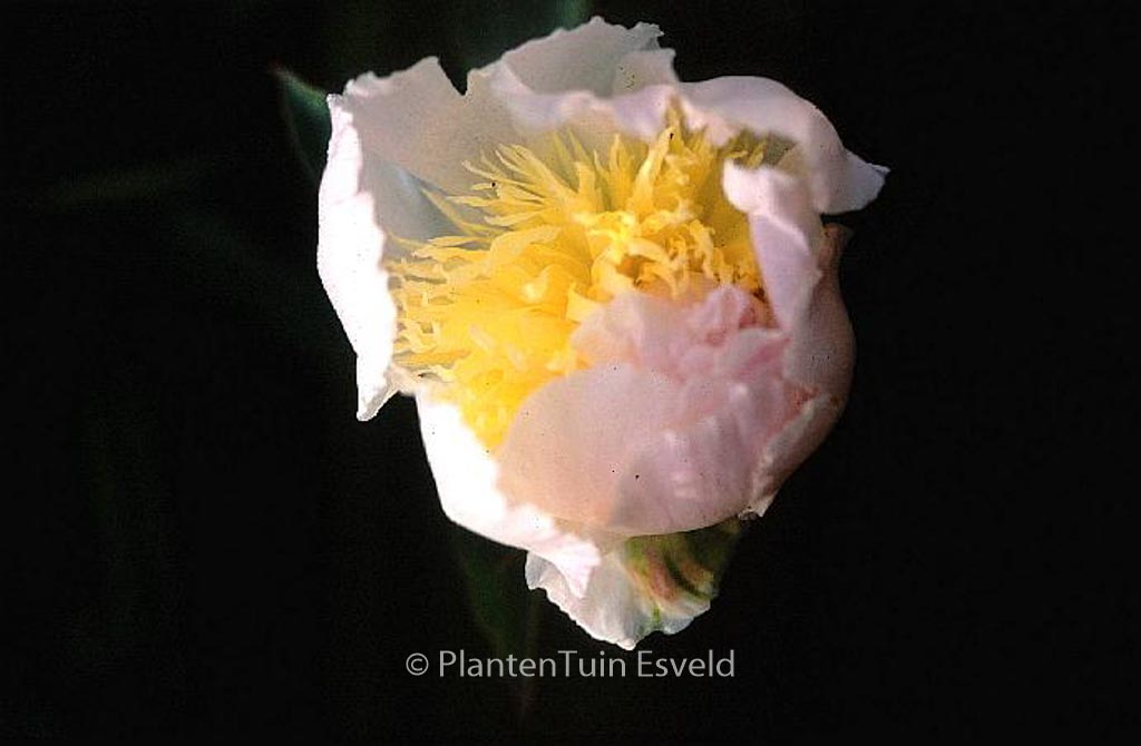 Paeonia ‘Angel Cheeks’