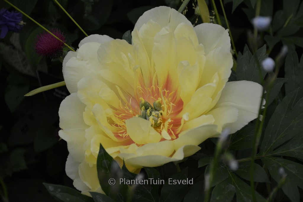 Paeonia ‘Bartzella’