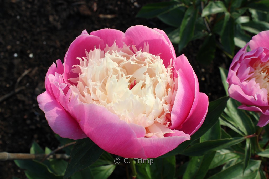 Paeonia ‘Bowl of Beauty’