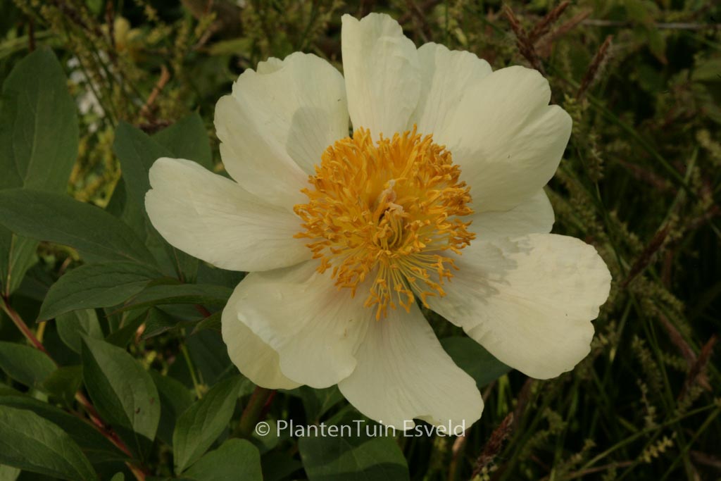 Paeonia ‘Claire de Lune’