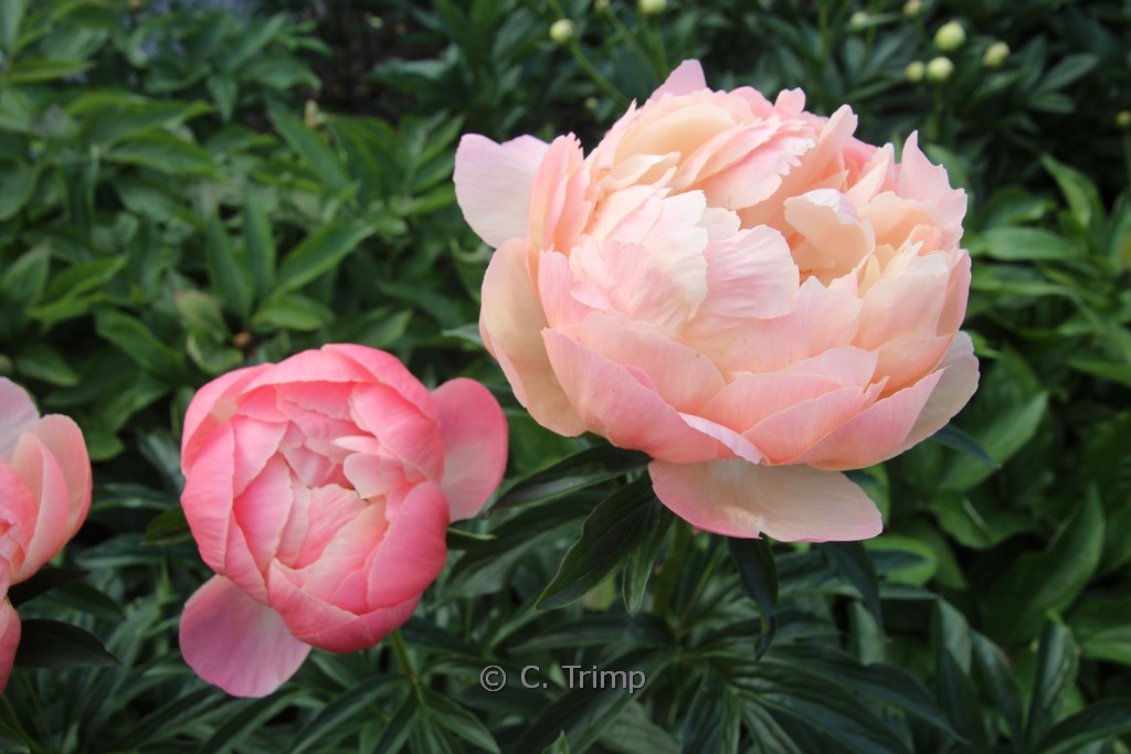 Paeonia ‘Coral Charm’