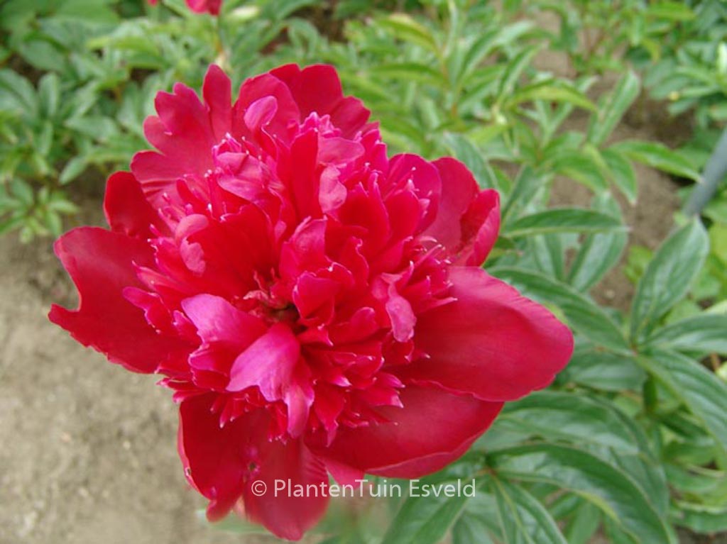Paeonia ‘Inspecteur Lavergne’
