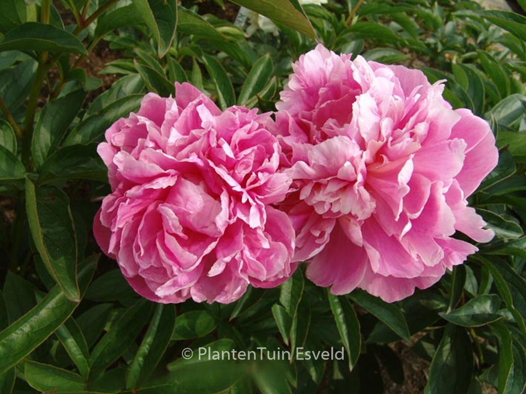 Paeonia ‘Jacorma’