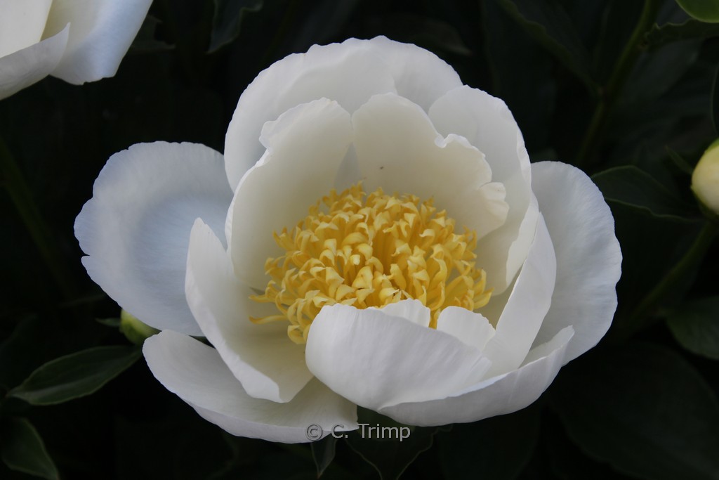 Paeonia ‘Jan van Leeuwen’