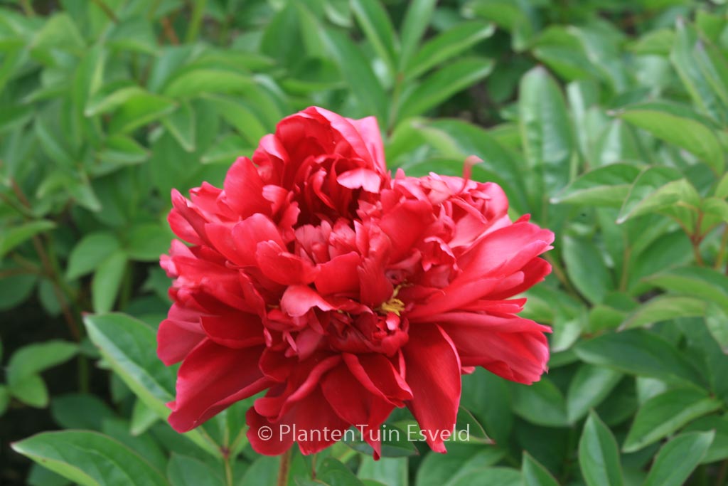 Paeonia ‘Karl Rosenfield’