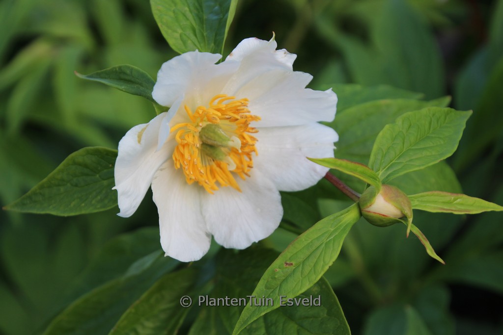 Paeonia ‘Late Windflower’