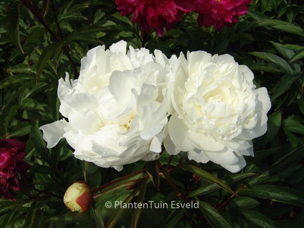 Paeonia ‘Mme Claude Tain’