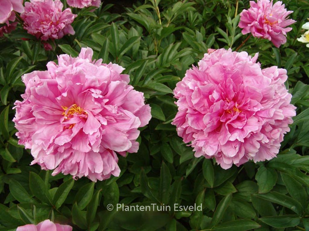 Paeonia ‘Mme. Emile Debatene’