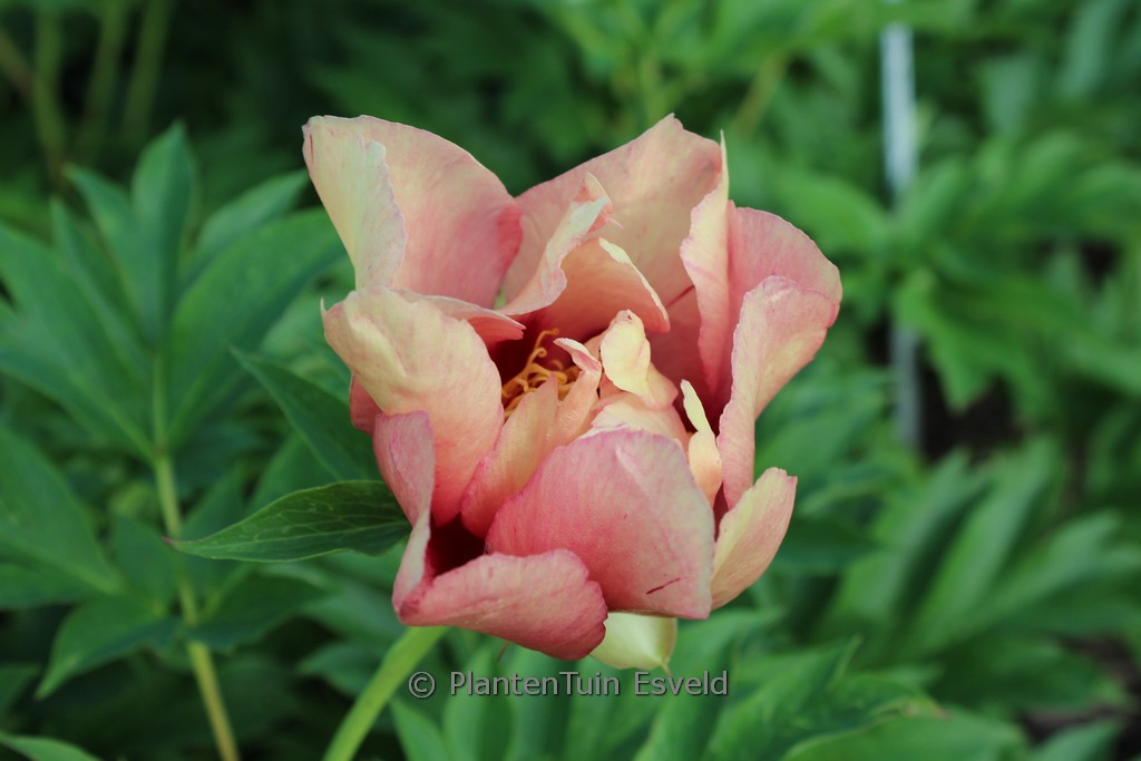 Paeonia ‘Old Rose Dandy’ (Itoh)