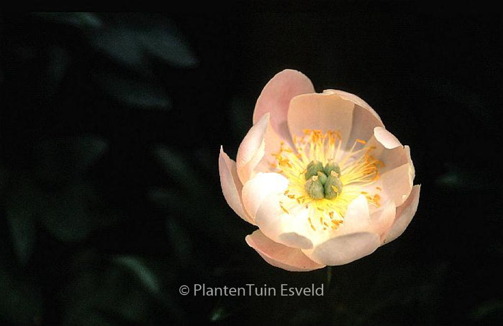 Paeonia ‘Soft Salmon Saucer’