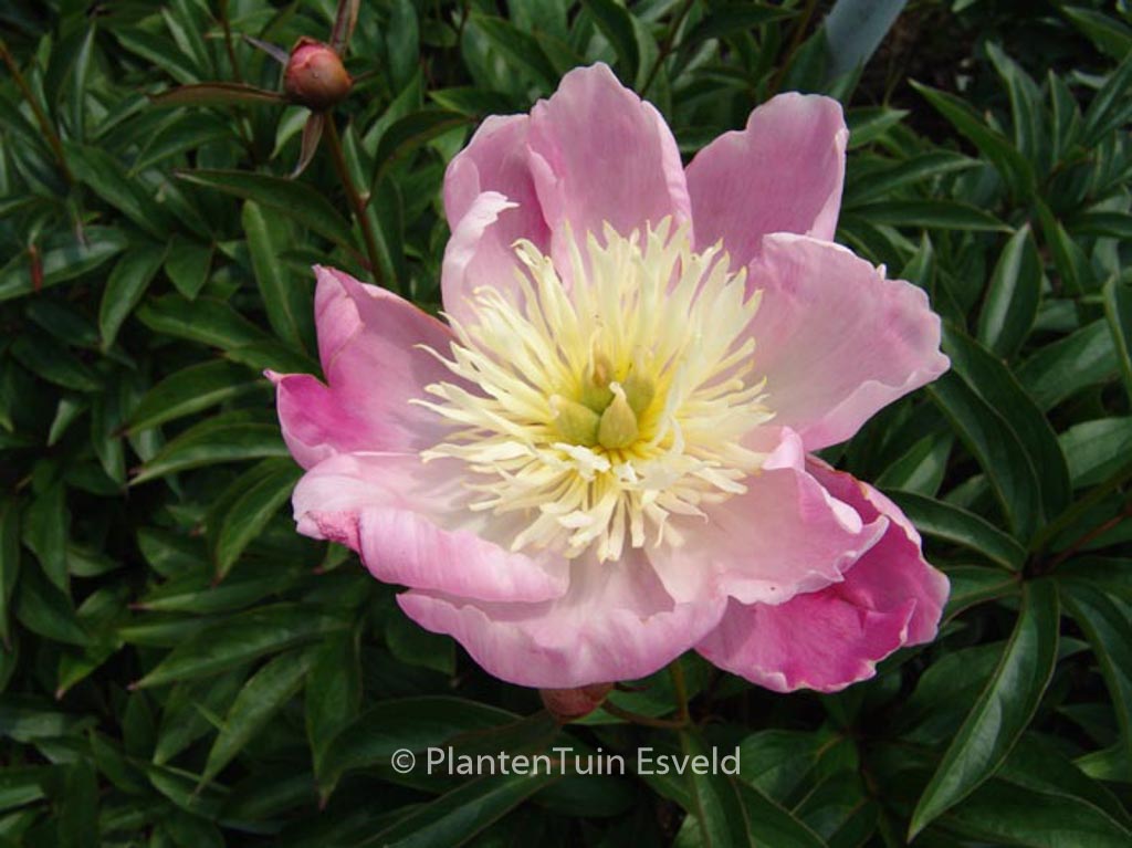 Paeonia ‘Wladyslawa’