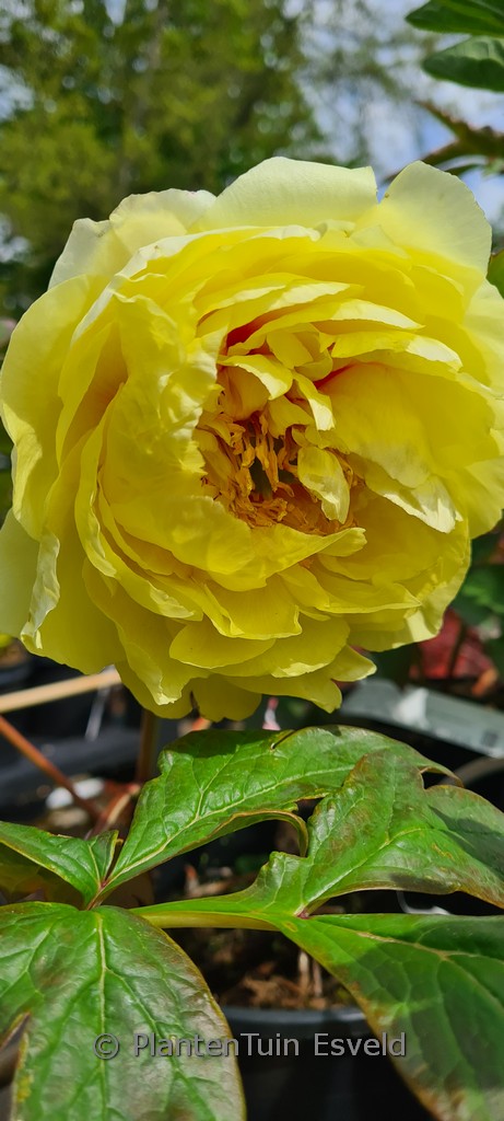 Paeonia ‘Yellow Crown’ (Itoh)