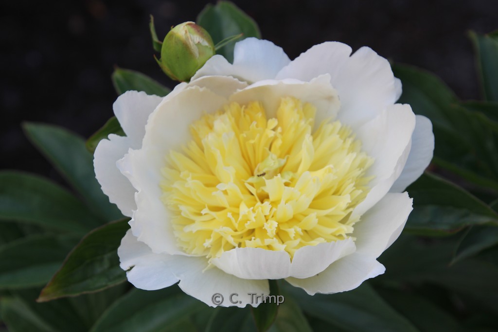 Paeonia lactiflora ‘Honey Gold’