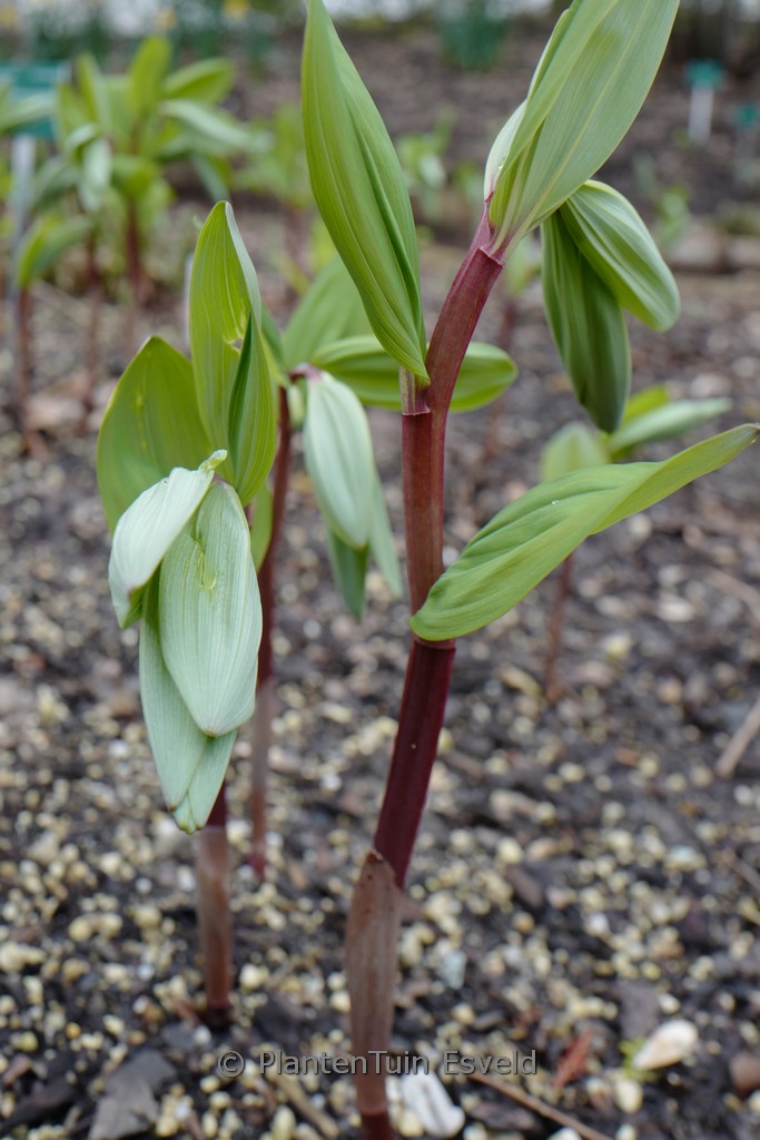 Paeonia suffruticosa ‘Kamata nishiki’