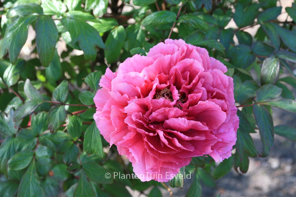 Paeonia suffruticosa (rood)