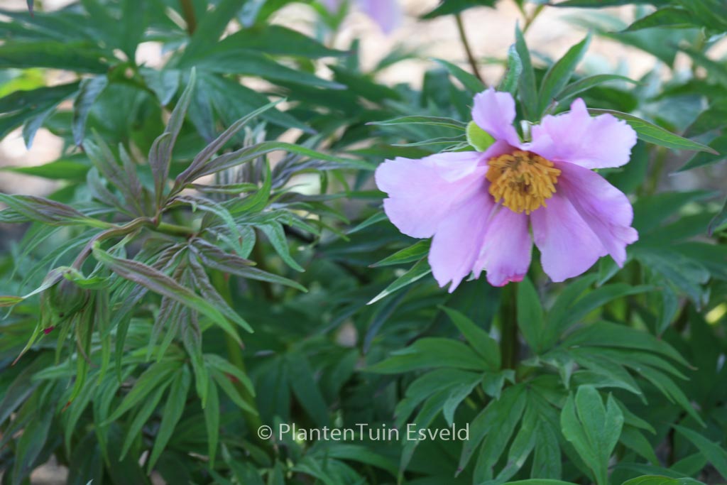 Paeonia veitchii var. woodwardii