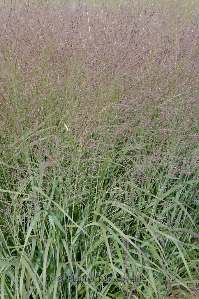 Panicum virgatum ‘Apache Rose’