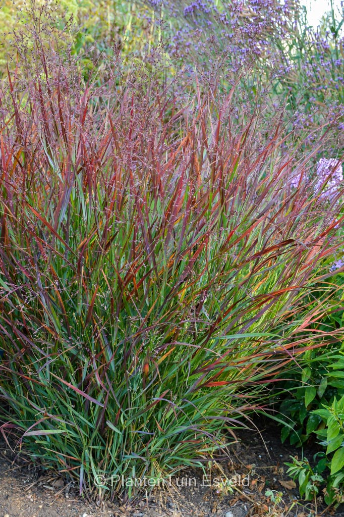 Panicum virgatum ‘Cheyenne Sky’