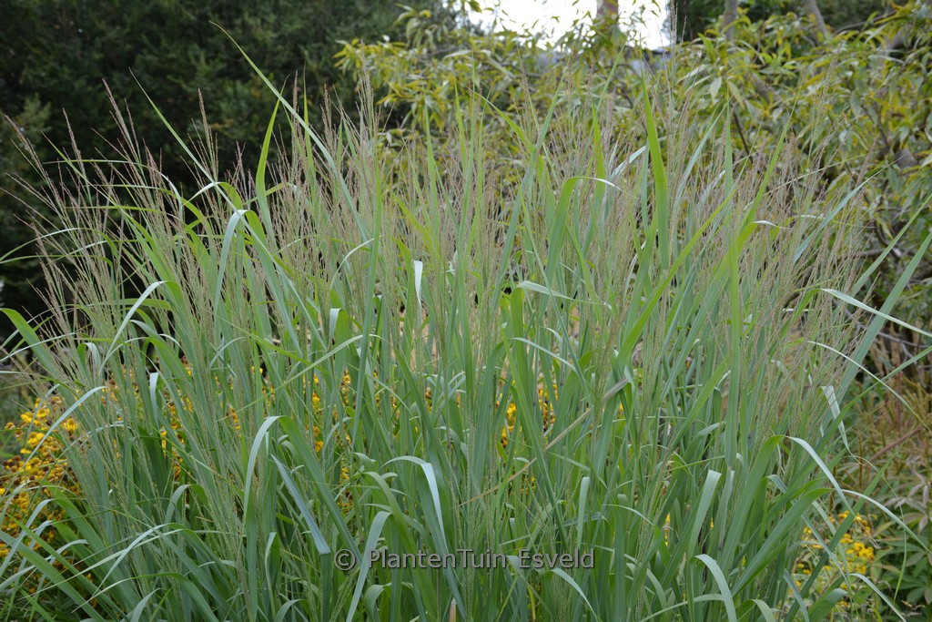 Panicum virgatum ‘Dallas Blues’