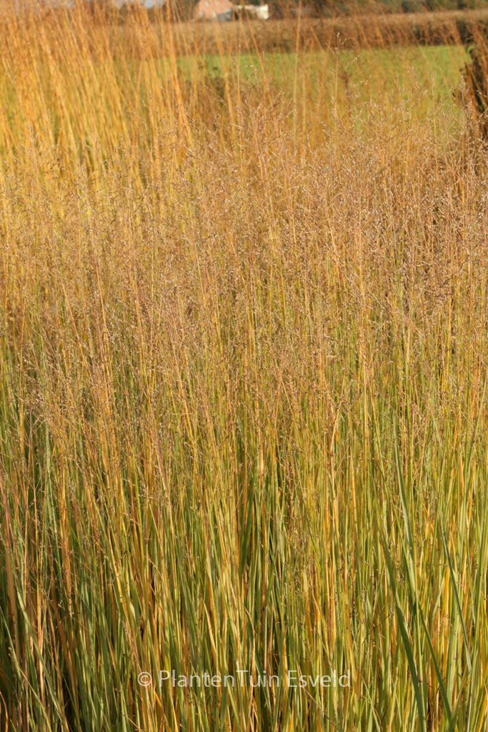 Panicum virgatum ‘Heavy Metal’
