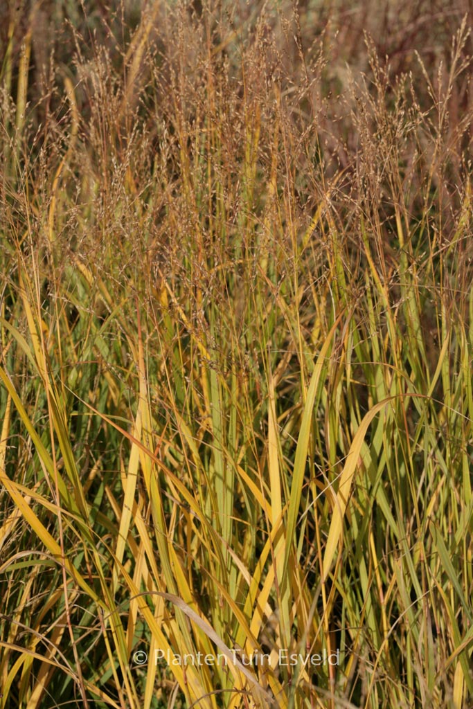Panicum virgatum ‘Kurt Bluemel’