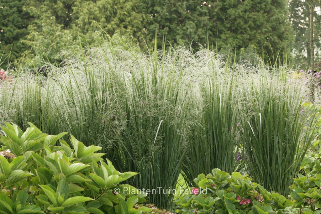 Panicum virgatum ‘Northwind’