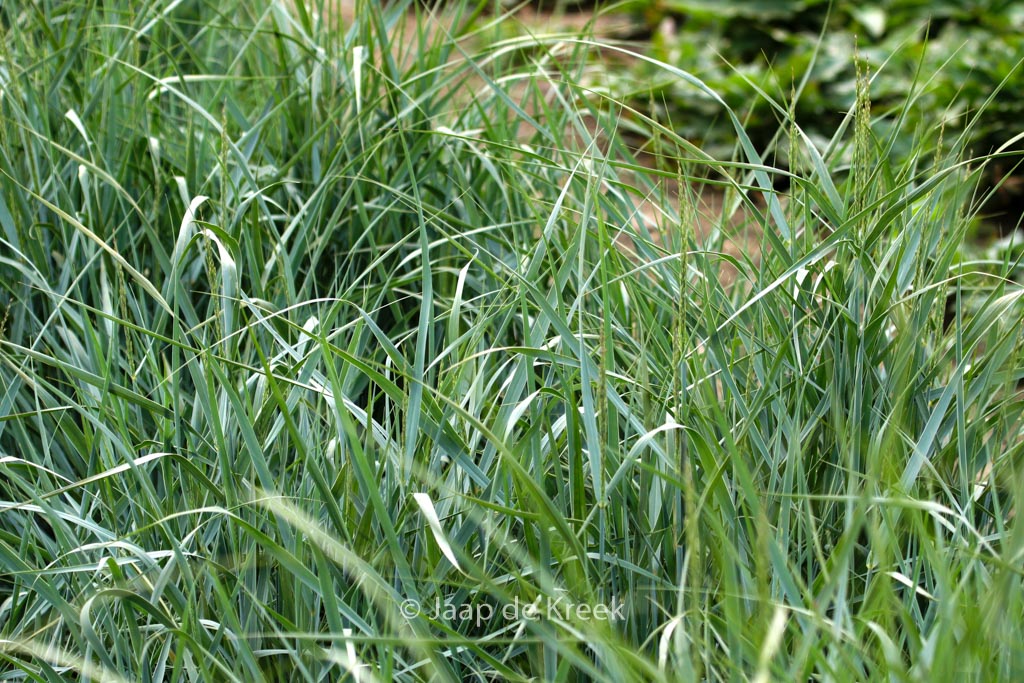 Panicum virgatum ‘Prairie Sky’