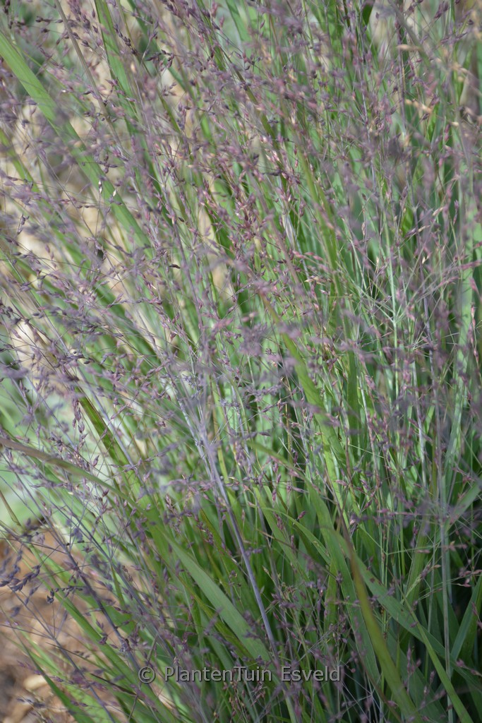 Panicum virgatum ‘Purple Tears’