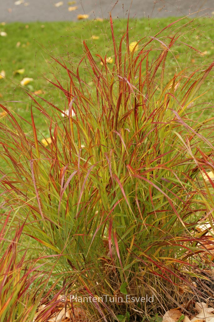 Panicum virgatum ‘Rotstrahlbusch’