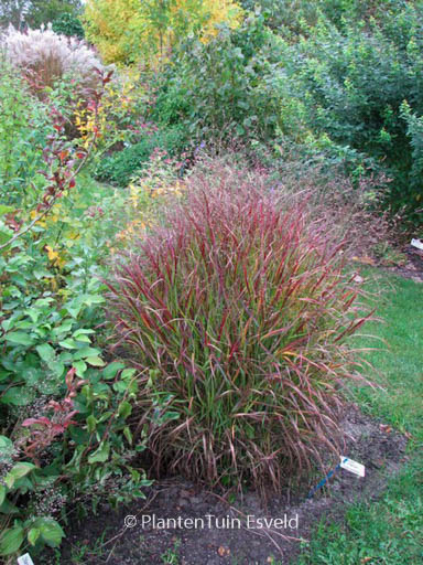 Panicum virgatum ‘Shenandoah’