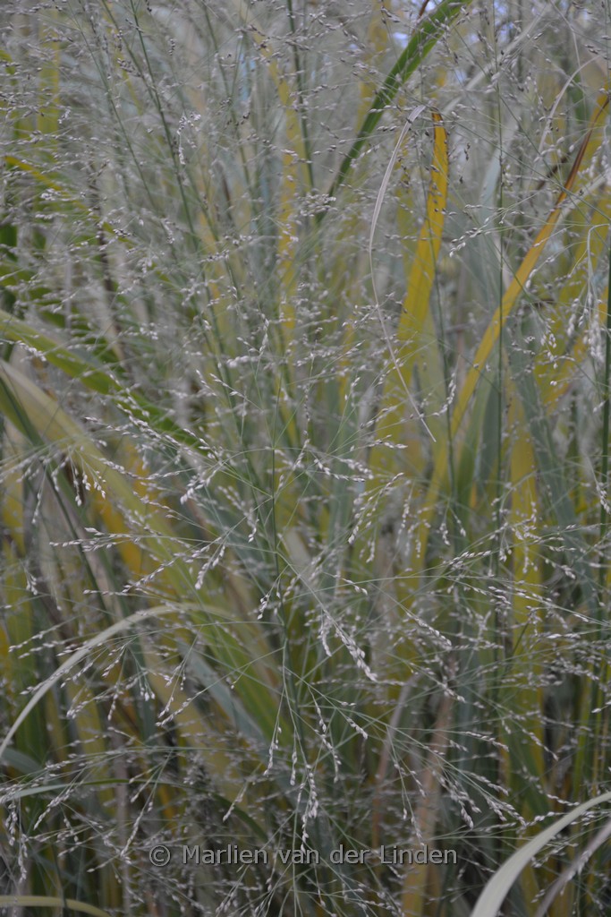 Panicum virgatum ‘Thundercloud’