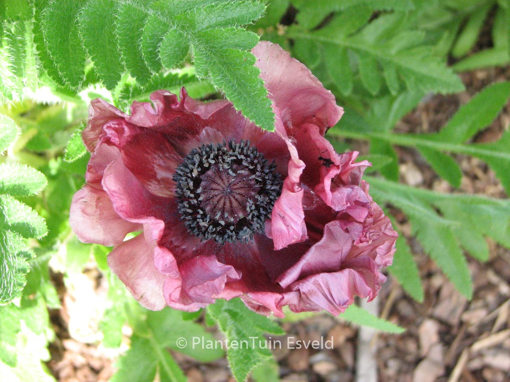 Papaver orientale ‘Patty’s Plum’