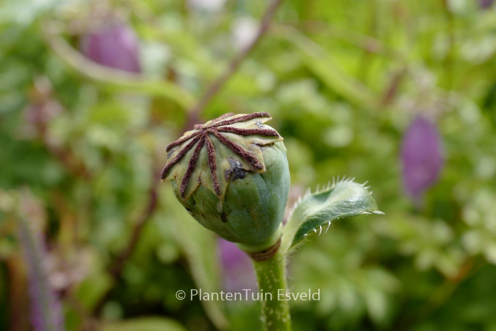 Papaver orientale ‘Prinzessin Viktoria Luise’