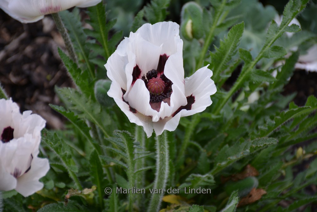 Papaver orientale ‘Royal Wedding’