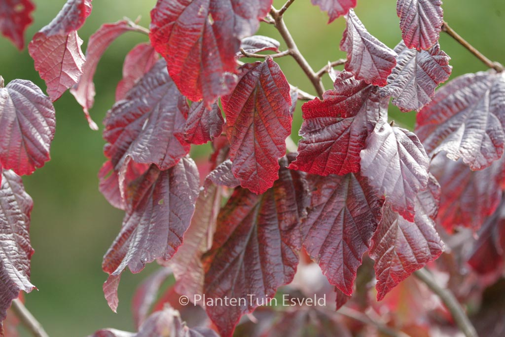 Parrotia persica ‘Burgundy’