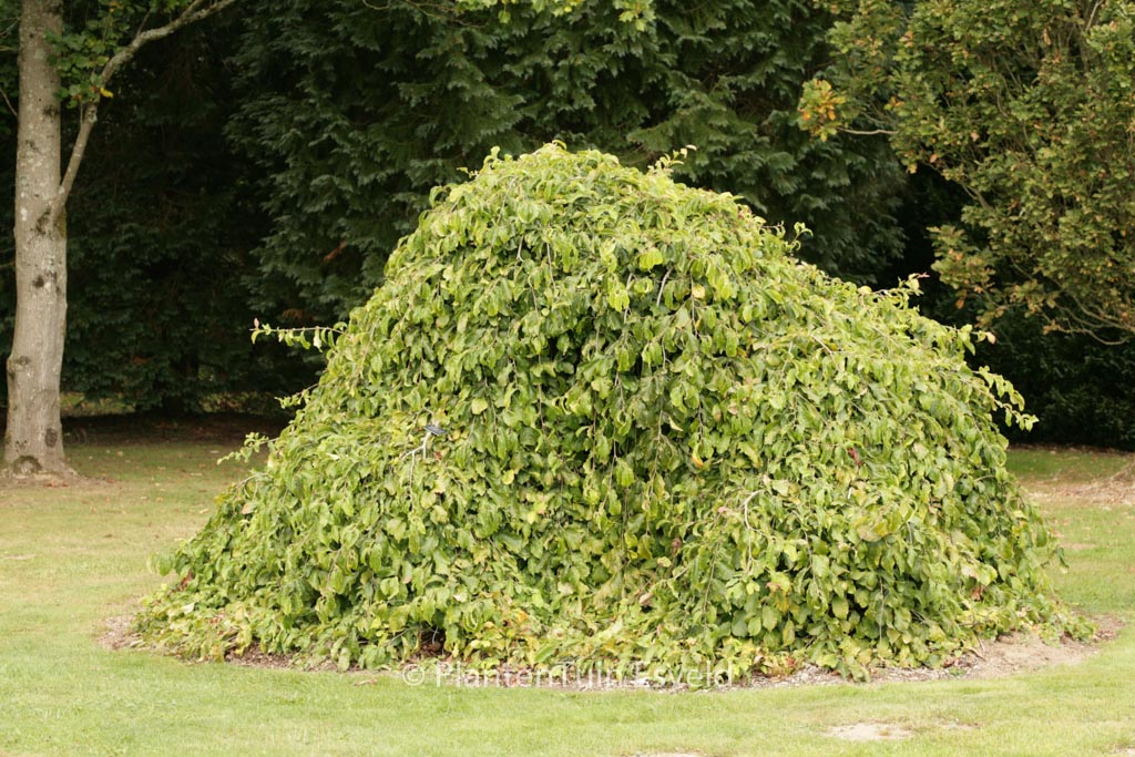 Parrotia persica ‘Pendula’