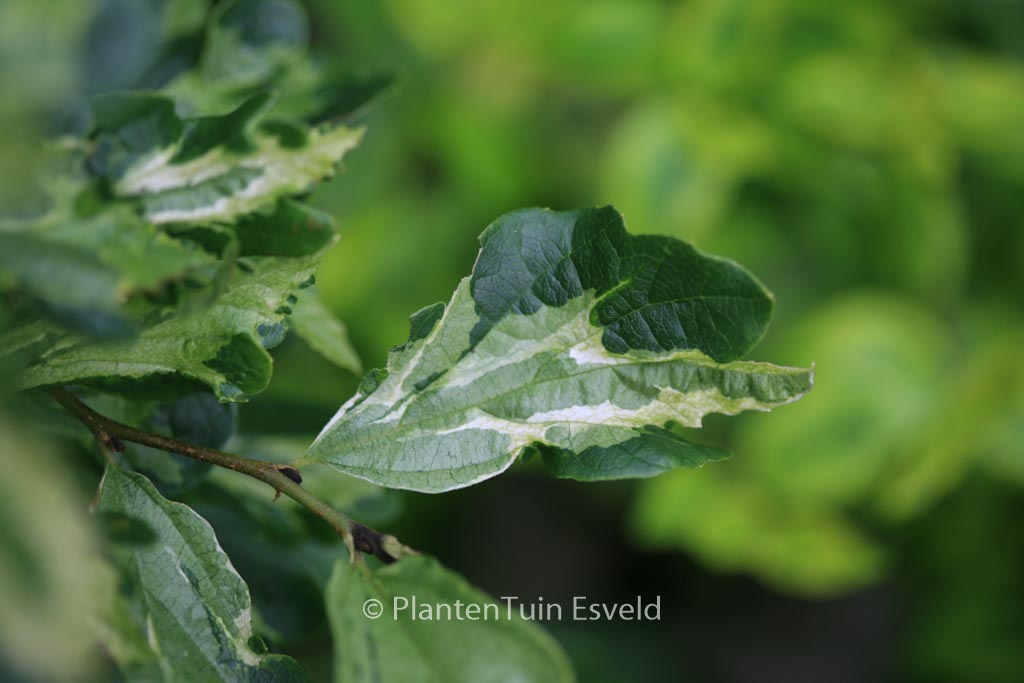 Parrotia persica ‘Persian Lace’