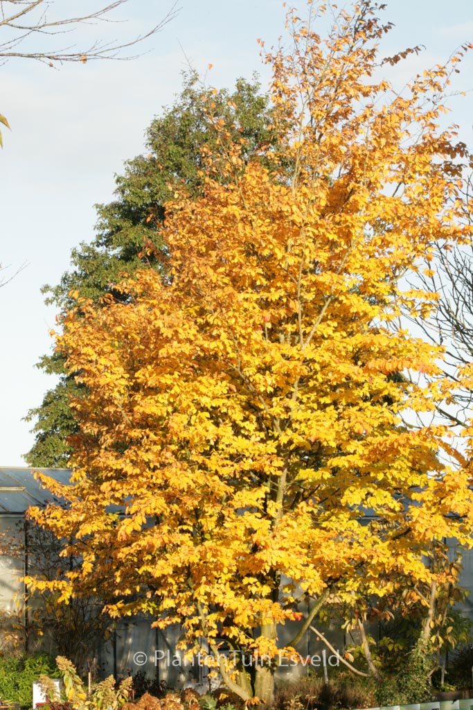 Parrotia persica ‘Vanessa’