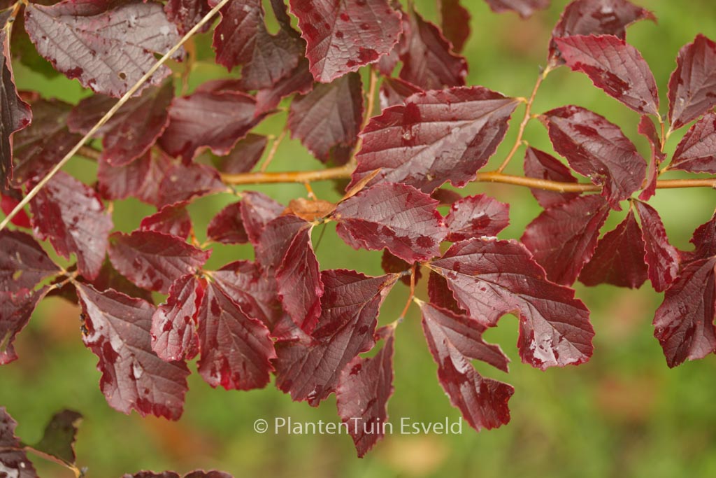 Parrotia subaequalis