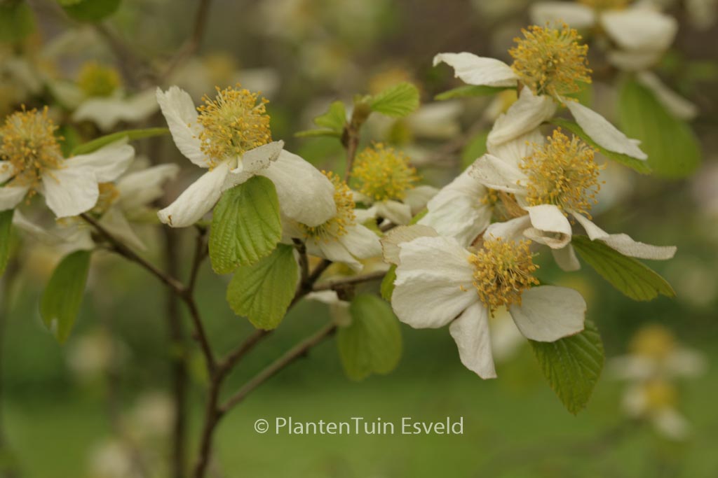 Parrotiopsis jacquemontiana