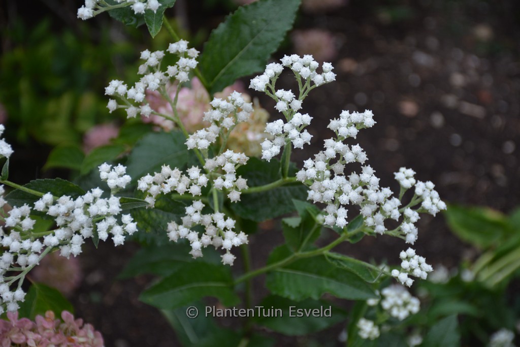 Parthenium integrifolium
