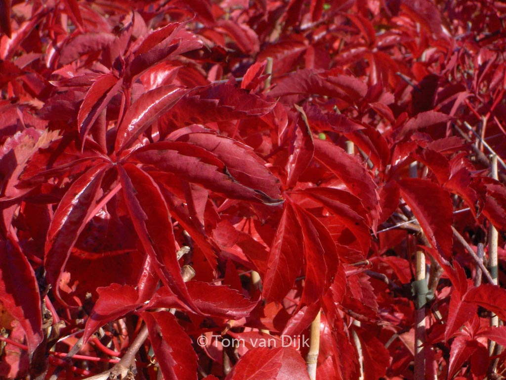 Parthenocissus quinquefolia ‘Troki’