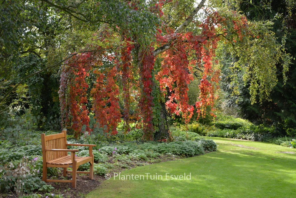 Parthenocissus quinquefolia
