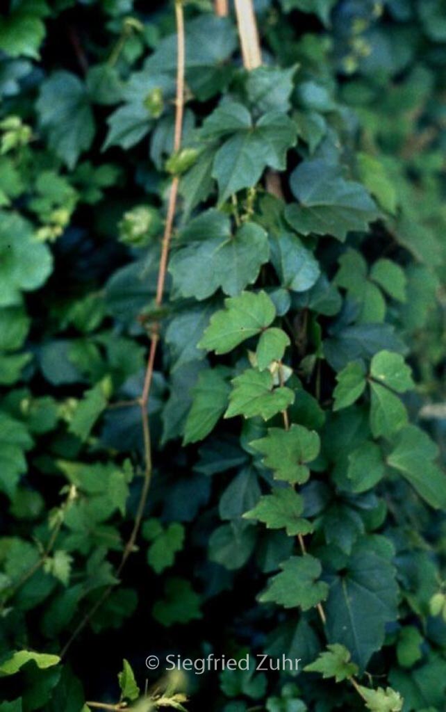 Parthenocissus tricuspidata ‘Beverley Brook’