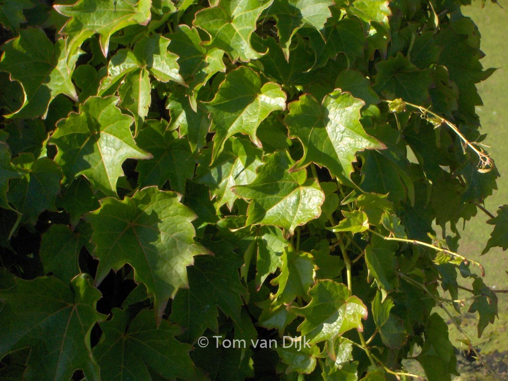 Parthenocissus tricuspidata ‘Crug Compact’