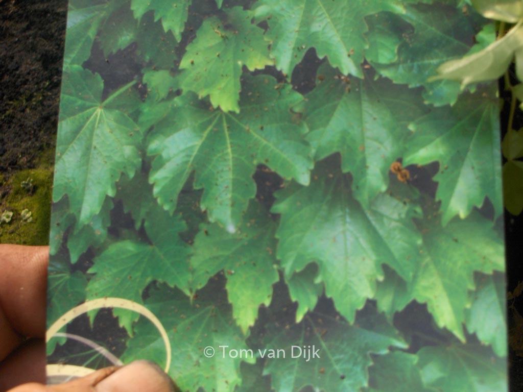 Parthenocissus tricuspidata ‘Diamond Mountain